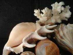 <img250*0:stuff/z/169023/seashells%25206/i1255994035_33.jpg>