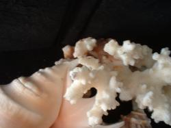 <img250*0:stuff/z/169023/seashells%25206/i1255994035_34.jpg>