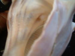 <img250*0:stuff/z/169023/seashells%25206/i1255994035_36.jpg>