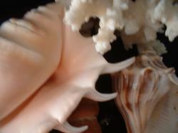 <img250*0:stuff/z/169023/seashells%25206/i1255994035_37.jpg>