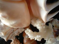 <img250*0:stuff/z/169023/seashells%25206/i1255994035_38.jpg>