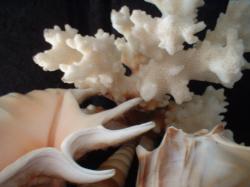 <img250*0:stuff/z/169023/seashells%25206/i1255994035_39.jpg>