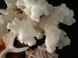 <img250*0:stuff/z/169023/seashells%25206/i1255994035_40.jpg>