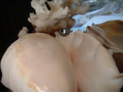 <img250*0:stuff/z/169023/seashells%25206/i1255994035_41.jpg>