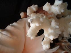 <img250*0:stuff/z/169023/seashells%25207/i1255993793_1.jpg>
