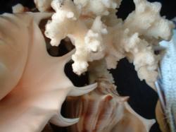 <img250*0:stuff/z/169023/seashells%25207/i1255993793_2.jpg>