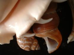 <img250*0:stuff/z/169023/seashells%25207/i1255993793_3.jpg>