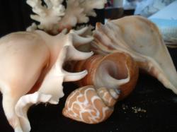 <img250*0:stuff/z/169023/seashells%25207/i1255993793_4.jpg>