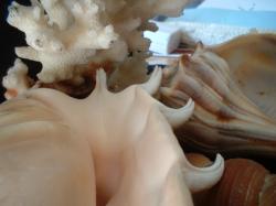 <img250*0:stuff/z/169023/seashells%25207/i1255993793_5.jpg>