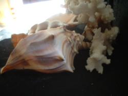 <img250*0:stuff/z/169023/seashells%25207/i1255993794_10.jpg>