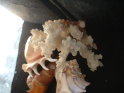<img250*0:stuff/z/169023/seashells%25207/i1255993794_11.jpg>