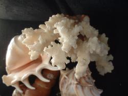 <img250*0:stuff/z/169023/seashells%25207/i1255993794_12.jpg>