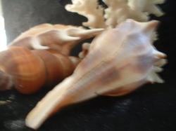<img250*0:stuff/z/169023/seashells%25207/i1255993794_6.jpg>