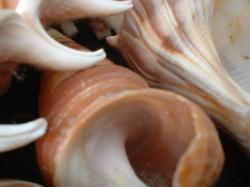<img250*0:stuff/z/169023/seashells%25207/i1255993794_7.jpg>