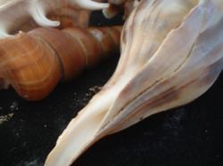 <img250*0:stuff/z/169023/seashells%25207/i1255993794_8.jpg>