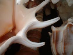 <img250*0:stuff/z/169023/seashells%25207/i1255993794_9.jpg>