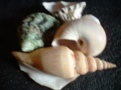 <img250*0:stuff/z/169023/seashellss/i1256083571_11.jpg>