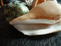 <img250*0:stuff/z/169023/seashellss/i1256083571_12.jpg>