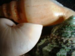 <img250*0:stuff/z/169023/seashellss/i1256083571_13.jpg>