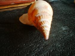 <img250*0:stuff/z/169023/seashellss/i1256083571_14.jpg>