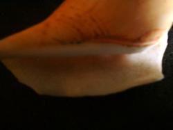 <img250*0:stuff/z/169023/seashellss/i1256083571_2.jpg>