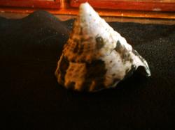 <img250*0:stuff/z/169023/seashellss/i1256083571_3.jpg>
