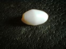 <img250*0:stuff/z/169023/seashellss/i1256083571_4.jpg>