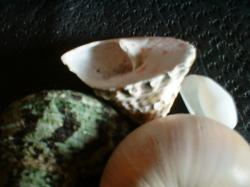 <img250*0:stuff/z/169023/seashellss/i1256083571_6.jpg>