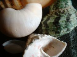 <img250*0:stuff/z/169023/seashellss/i1256083571_7.jpg>