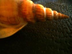 <img250*0:stuff/z/169023/seashellss/i1256083571_8.jpg>