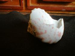<img250*0:stuff/z/169023/seashellss/i1256083572_15.jpg>