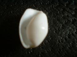 <img250*0:stuff/z/169023/seashellss/i1256083572_16.jpg>