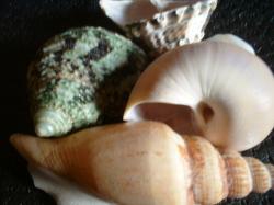 <img250*0:stuff/z/169023/seashellss/i1256083572_17.jpg>