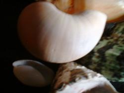 <img250*0:stuff/z/169023/seashellss/i1256083572_19.jpg>