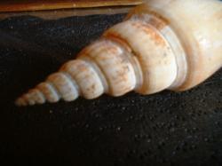 <img250*0:stuff/z/169023/seashellss/i1256083572_20.jpg>