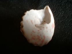 <img250*0:stuff/z/169023/seashellss/i1256083572_21.jpg>