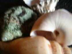 <img250*0:stuff/z/169023/seashellss/i1256083572_23.jpg>