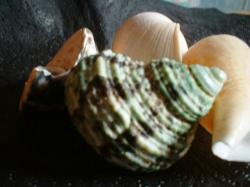 <img250*0:stuff/z/169023/seashellss/i1256083572_24.jpg>