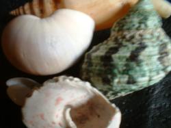 <img250*0:stuff/z/169023/seashellss/i1256083572_25.jpg>