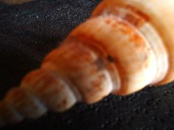 <img250*0:stuff/z/169023/seashellss/i1256083572_26.jpg>