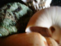 <img250*0:stuff/z/169023/seashellss/i1256083572_29.jpg>