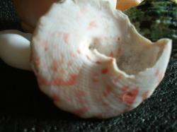 <img250*0:stuff/z/169023/seashellss/i1256083572_30.jpg>