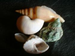 <img250*0:stuff/z/169023/seashellss/i1256083572_31.jpg>