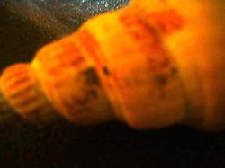 <img250*0:stuff/z/169023/seashellss/i1256083572_32.jpg>