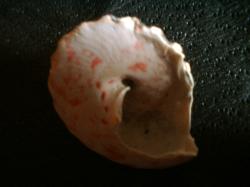 <img250*0:stuff/z/169023/seashellss/i1256083573_33.jpg>
