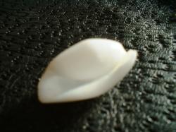 <img250*0:stuff/z/169023/seashellss/i1256083573_34.jpg>