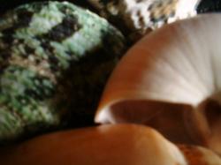 <img250*0:stuff/z/169023/seashellss/i1256083573_35.jpg>