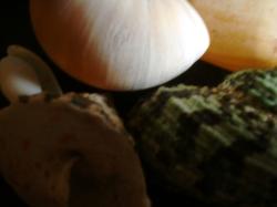 <img250*0:stuff/z/169023/seashellss/i1256083573_36.jpg>
