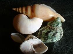 <img250*0:stuff/z/169023/seashellss/i1256083573_37.jpg>