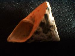 <img250*0:stuff/z/169023/seashellss/i1256083573_39.jpg>